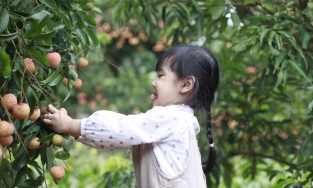 Khó quên như quả vải thiều Thanh Hà ăn ngay trong vườn đúng mùa thu hoạch