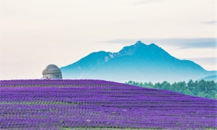 Tượng Phật khổng lồ giữa cánh đồng hoa, điểm du lịch nổi tiếng ở Hokkaido