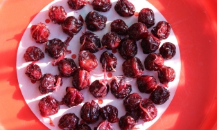 Cách làm mứt mận hậu tươi vừa dẻo vừa ngon, không cần dùng nước vôi trong