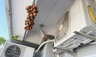 1001 cách làm vải sấy khô từ cái nắng gay gắt của những ngày nóng kéo dài