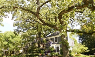 Cây lớn trước cửa nhà: Tốt hay xấu theo quan niệm phong thủy?