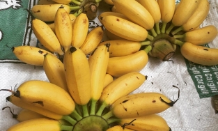 Cách phân biệt 4 loại chuối phổ biến ở Việt Nam, có 2 loại rất dễ nhầm lẫn