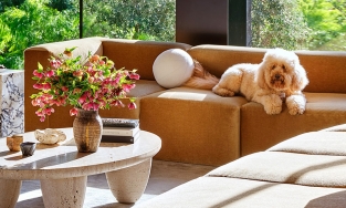 6 cách làm giảm mùi hôi của thú cưng trong nhà một cách hiệu quả