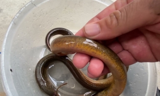 Mẹo chọn lươn ngon, mẹo sơ chế lươn hết nhớt, không tanh chỉ trong nháy mắt