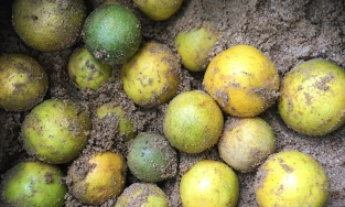 Không cần tủ lạnh, bảo quản cam chanh thế này 2 tháng sau vẫn tươi rói, mọng nước