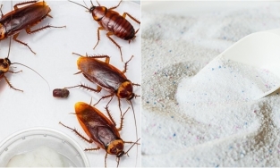 Cho ít đường trắng vào xà phòng khuấy đều, sẽ giúp nhà bạn không có con chuột, gián nào 