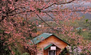 Đến Đà Lạt vào những ngày đẹp nhất trong năm để ngắm mai anh đào nở rộ