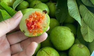 5 mẹo chọn ổi mà bạn nên biết để luôn mua được ổi vừa ngọt vừa giòn