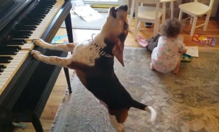 Sốt đoạn clip một chú chó vừa đánh đàn dương cầm vừa hát