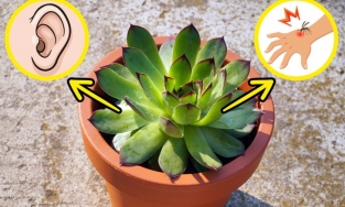 10 cây cảnh, hoa tốt cho sức khoẻ, vừa thanh lọc không khí, vừa giảm lo âu, căng thẳng