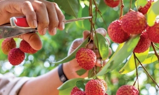 5 mẹo chọn vải thiều chuẩn, ngon thơm, cùi dày và không sâu đầu