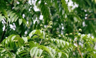 Vị sấu đầu mùa, vị của món ngon Hà Nội đầu hè