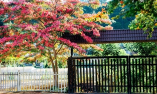 Địa chỉ cây phượng hồng Đà Lạt đứng vào là ảnh auto đẹp đang được netizen rần rần tìm kiếm