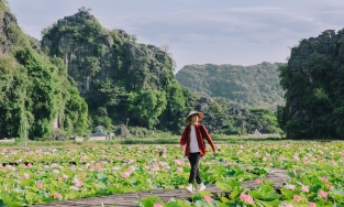 Tháng 7 thời điểm Hang Múa đẹp như thơ khi đầm sen nở rộ, thơm ngan ngát