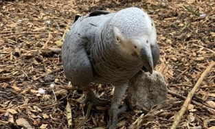 5 con vẹt bị đuổi khỏi công viên vì dạy nhau chửi bậy