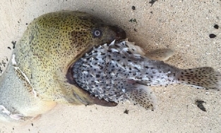 Lươn biển chết nghẹn vì nuốt chửng cá nóc