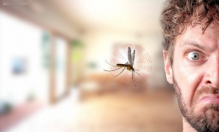 Vì sao muỗi thích hút máu người