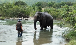 Con voi 50 tuổi còn sót lại ở Bắc Tây Nguyên đã ra đi bên suối vì quá mệt