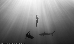 Nữ người mẫu gây sốc vì bơi khỏa thân cùng đàn cá mập ăn thịt người