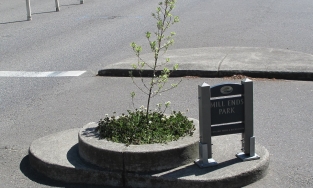 Hố cây rộng chưa đầy 1m² trở thành công viên nhỏ nhất thế giới