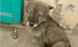 Chàng trai chi 7 triệu để mua chó vô chủ, mang về nhà mẹ liền báo cảnh sát