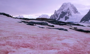 Nam Cực xuất hiện 'tuyết máu'