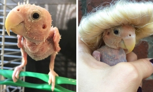 Blondie: Chú vẹt mắc bệnh hiểm nghèo vượt qua trầm cảm để sống ý nghĩa hơn