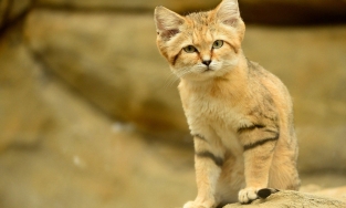 Vẻ đẹp kỳ ảo của mèo Cát và 10 loài động vật khác trên sa mạc