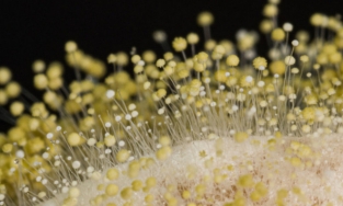 Nấm mốc trở nên đẹp lạ qua ống kính máy ảnh