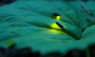 Giới khoa học lên tiếng về cộng đồng đom đóm, nhiều nơi liệt vào 'sách đỏ'
