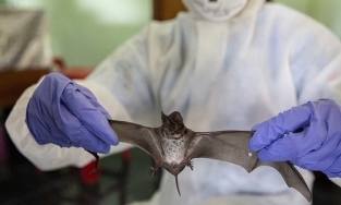 Chuyên gia Singapore cảnh báo nguy cơ đại dịch mới do virus SARS-CoV-3