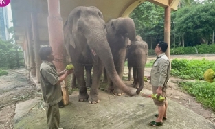 Đã có đơn vị hỗ trợ thức ăn cho muông thú ở Thảo Cầm Viên TP.HCM