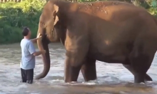 Đàn voi mừng như trẻ nhỏ khi gặp lại người chăm sóc sau 14 tháng xa cách 