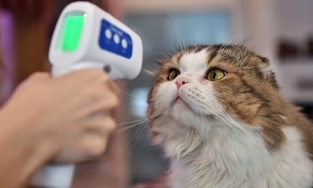 Mỹ: Ghi nhận trường hợp mèo nhiễm Covid-19 biến thể Delta