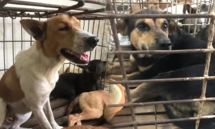 Đi tìm chó nhà, người đàn ông mủi lòng chuộc hết đàn chó 31 con trong lò mổ