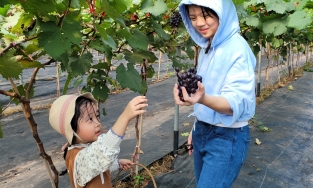 Hái nho ngay tại Hà Nội, cách Hồ Gươm chỉ 30 phút đi xe, tại sao không?