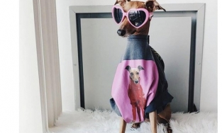 Cô chó Iggy Joey: Siêu mẫu thú cưng quốc tế, một ngày kiếm 10.000 đô