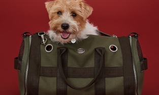 Nhà giàu để làm gì? Để mua đồ hiệu nghìn USD cho chó mèo 