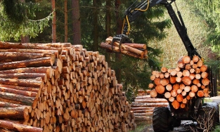 Nhiều thương hiệu thời trang lớn dính líu đến nạn phá rừng tại Amazon  