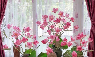 4 loại hoa sen khiến chi em say mê quên lối khi trang trí nhà