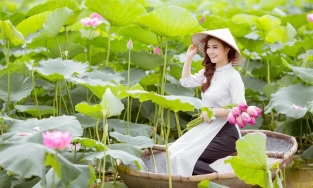 Sen Hồ Tây, vẻ đẹp thanh tao xua tan nắng hè của thủ đô