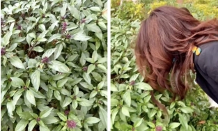 Sang Dubai, H’Hen Niê phát hiện ra loại rau thơm ăn kèm với phở này được trồng làm cây cảnh