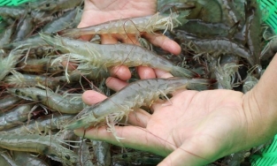 Làm cách này, dù bảo quản tôm cả tháng trong tủ lạnh vẫn tươi ngọt như mới