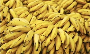 4 dấu hiệu nhận biết chuối chín ép do có hoá chất