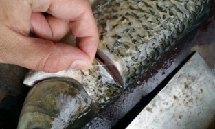 Để cá bớt tanh và ngon hơn khi chế biến, hãy sợi dây này lúc sơ chế cá