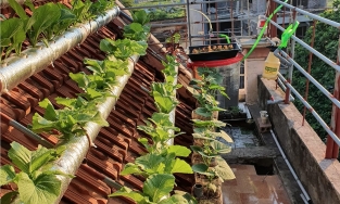 Vườn rau thủy canh 7m² trên mái nhà lúc nào cũng dư rau ăn của cặp vợ chồng ở Thái Bình