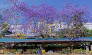 Đến Đà Lạt tháng 3 này để ngắm phượng tím nở rộ khắp phố phường