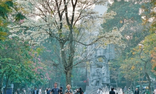 4 loài hoa làm nên hương sắc Hà Nội, ai ngắm cũng xiêu lòng trong những ngày tháng 3