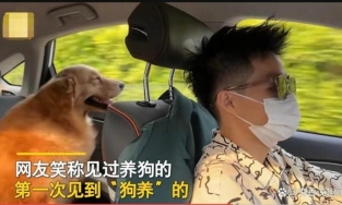 Ông chủ bỏ việc 10 triệu để đi giúp việc cho chú chó kiếm 60 triệu/tháng