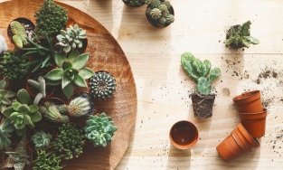 Quy tắc “3 nên 2 không” khi đặt cây xương rồng trong nhà để đón may mắn, tài lộc